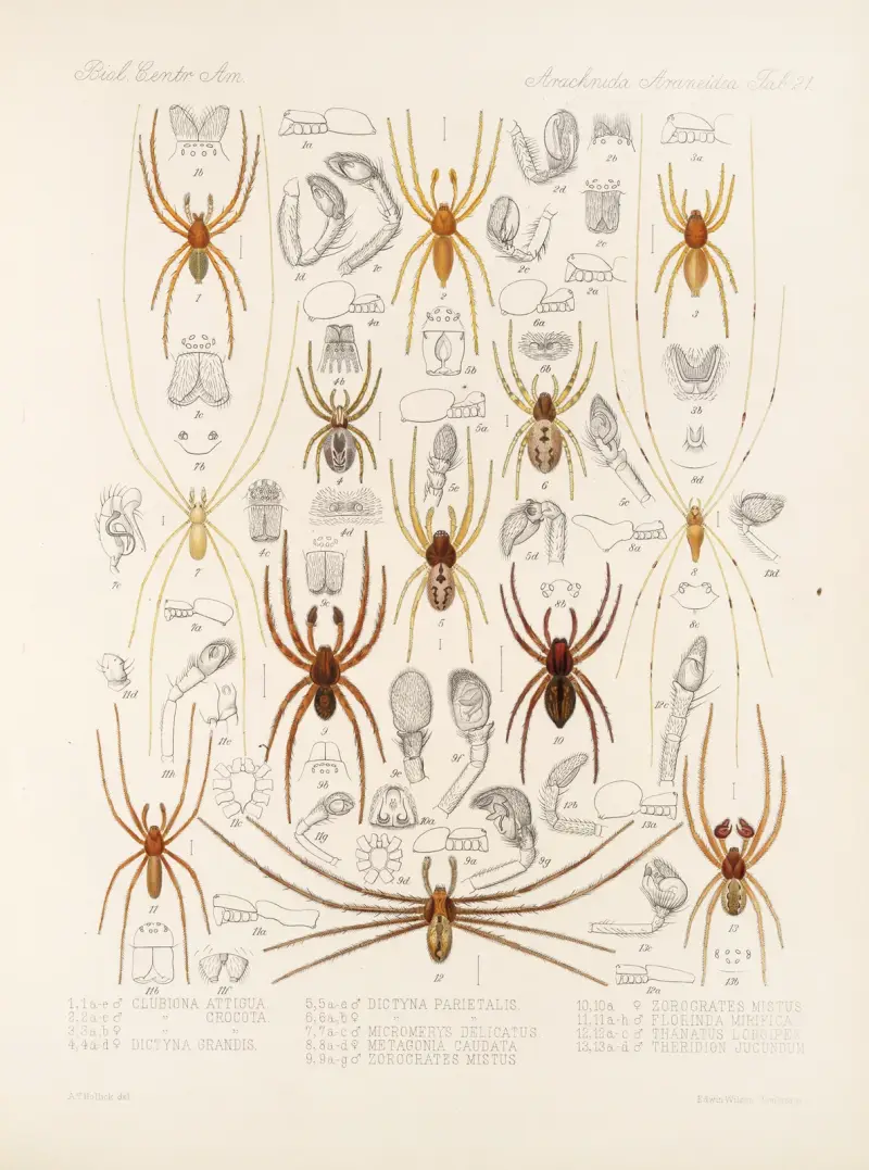Arachnida Araneidea Taf. 21 von Frederick DuCane Godman