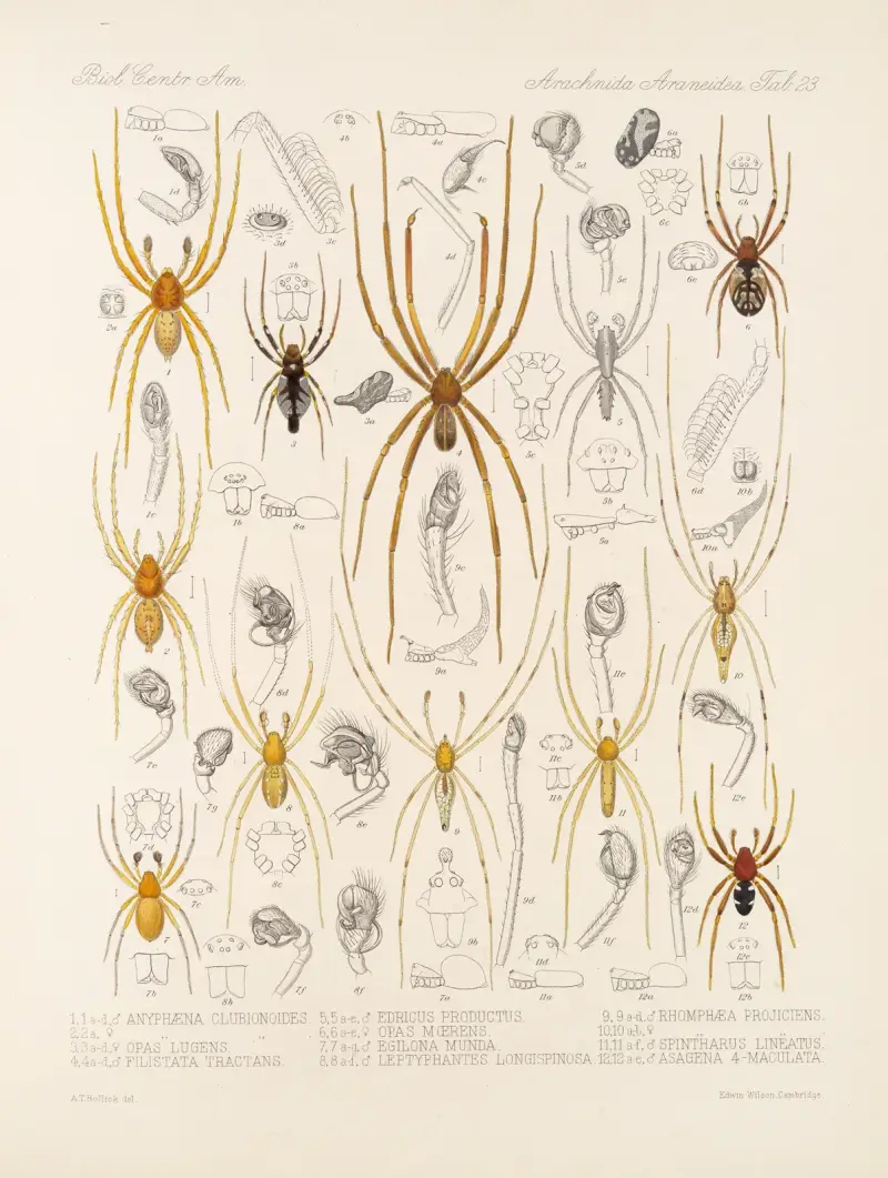 Arachnida Araneidea Pl 23 av Frederick DuCane Godman