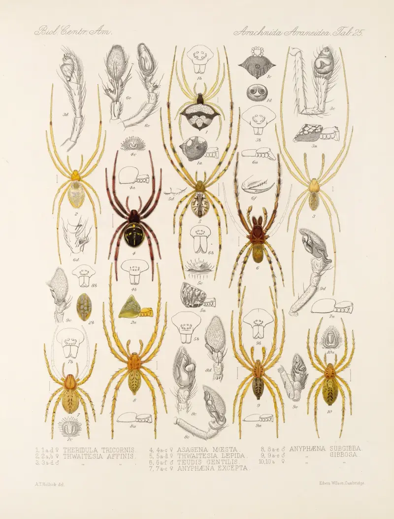 Arachnida Araneidea Pl. 25, Frederick DuCane Godman
