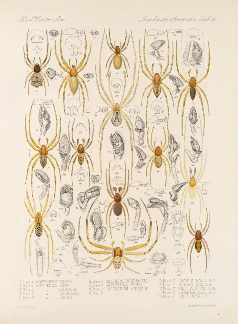 Arachnida Araneidea Pl 26 av Frederick DuCane Godman