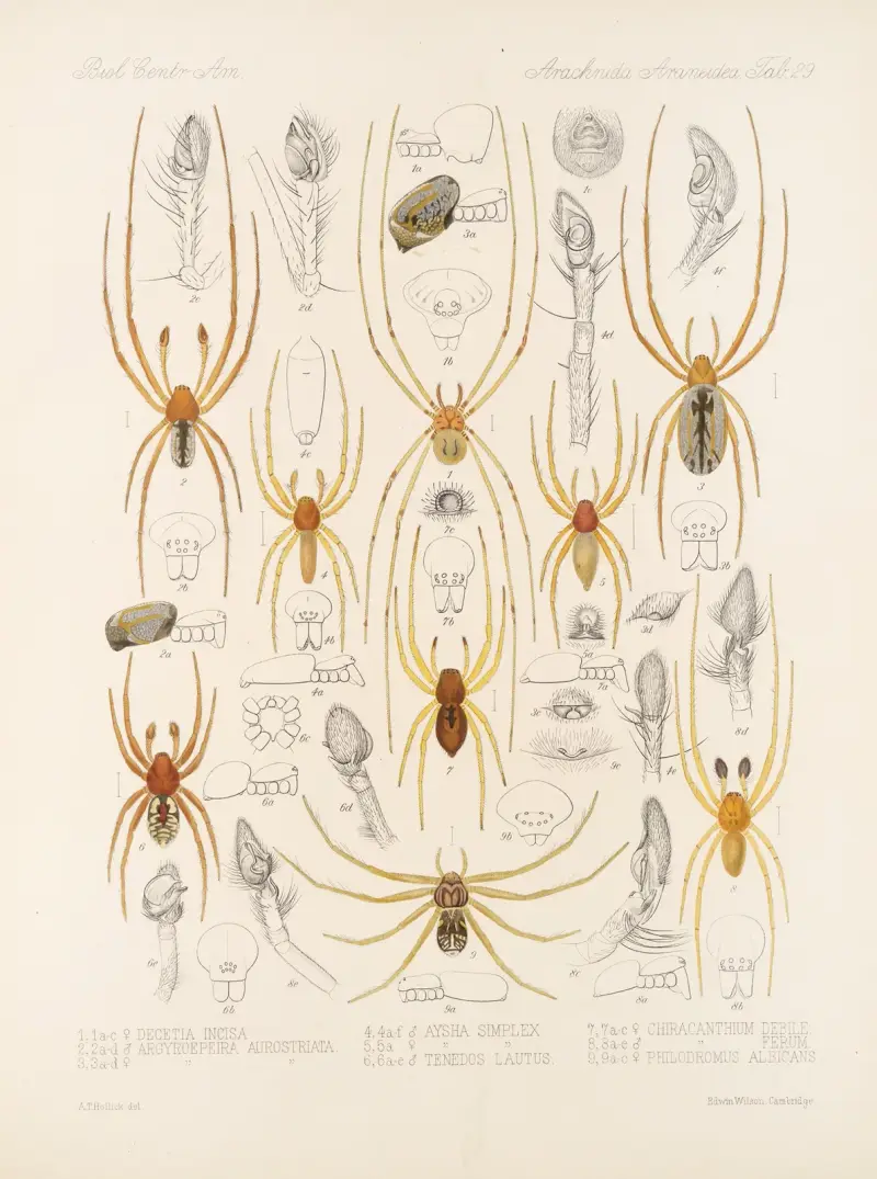 Arachnida Araneidea Pl 29 von Frederick DuCane Godman