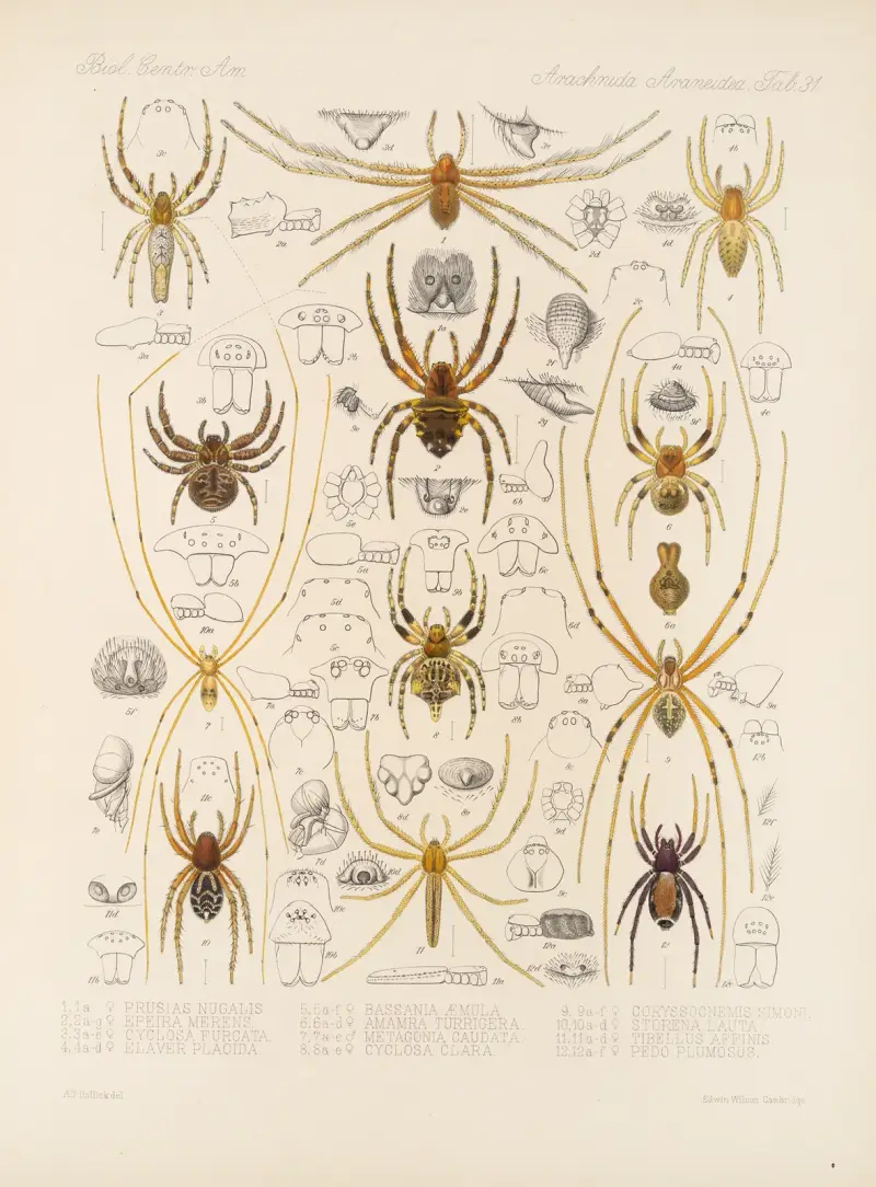 Arachnida Araneidea Pl. 31, Frederick DuCane Godman