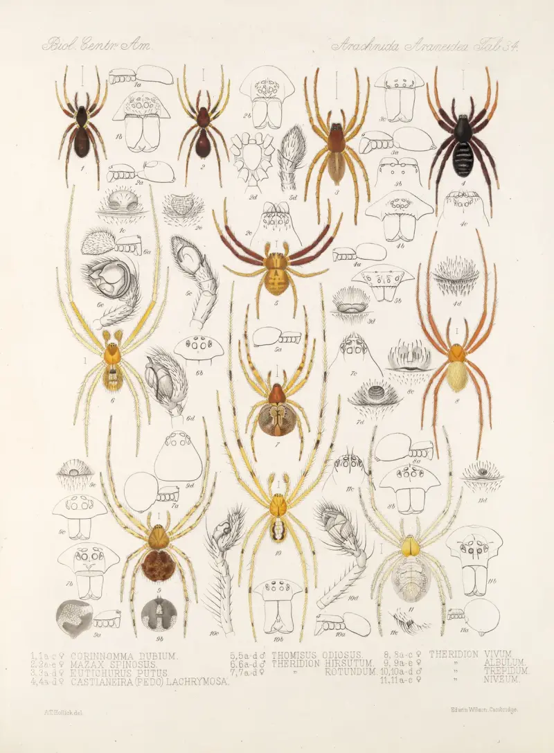 Arachnida Araneidea Taf. 34 von Frederick DuCane Godman
