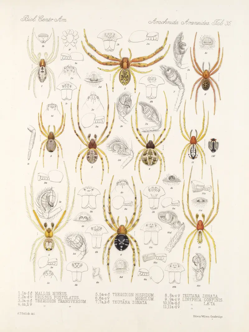 Arachnida Araneidea Pl. 35 von Frederick DuCane Godman