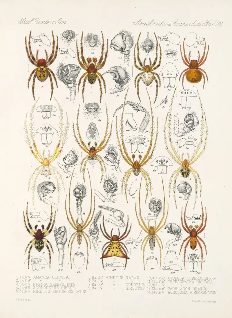 Arachnida Araneidea Taf. 36 von Frederick DuCane Godman