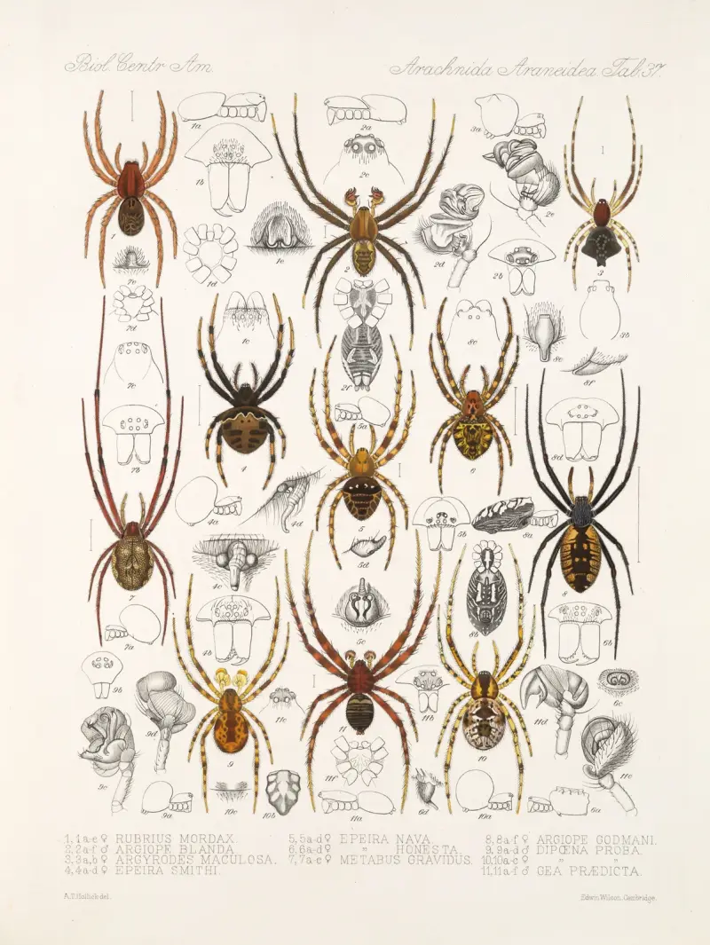 Arachnida Araneidea Taf. 37 von Frederick DuCane Godman