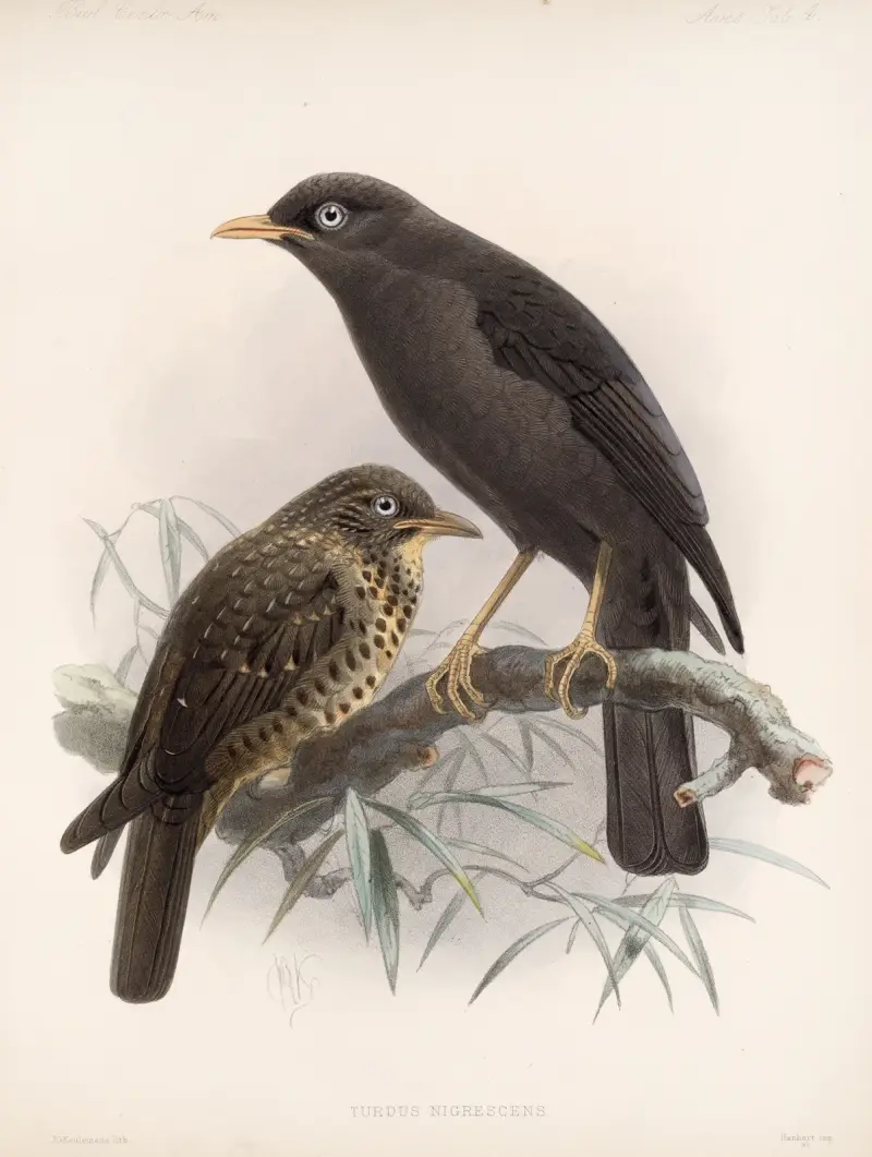 Aves Pl 04 von Frederick DuCane Godman