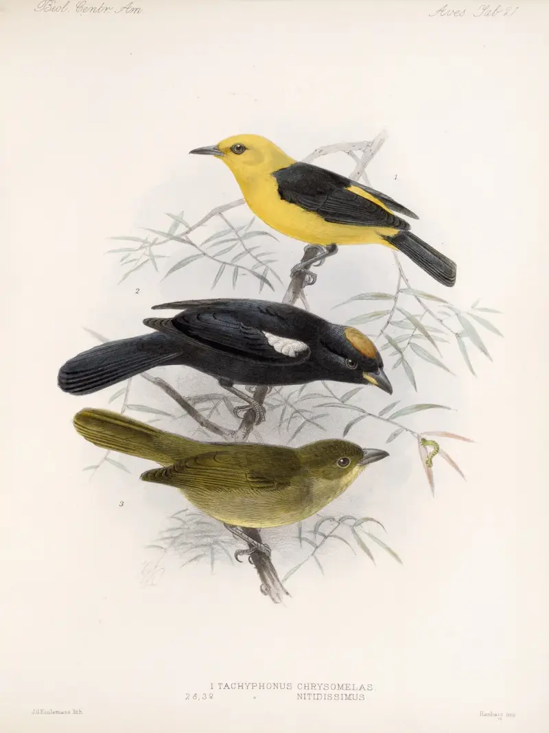 Aves Pl 22, Frederick DuCane Godman