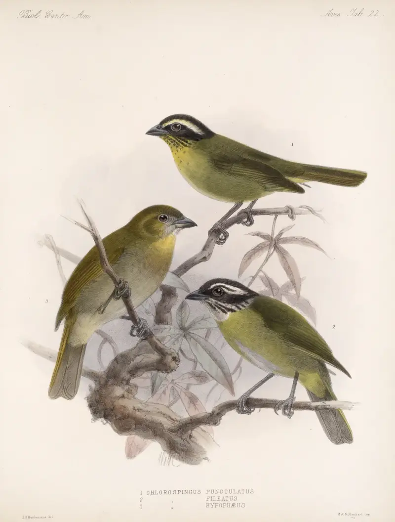 Aves Pl. 23, Frederick DuCane Godman