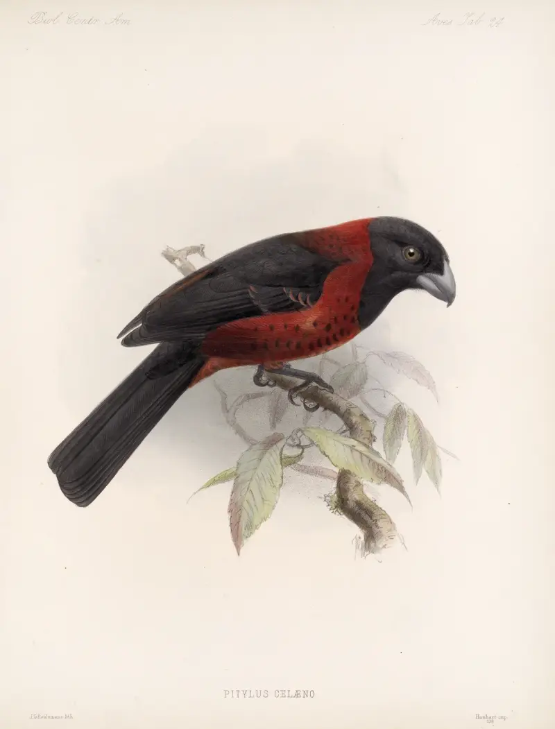 Aves Pl. 25, Frederick DuCane Godman