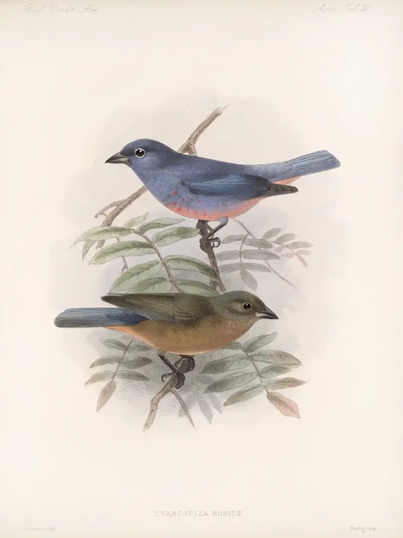 Aves Pl 26, Frederick DuCane Godman