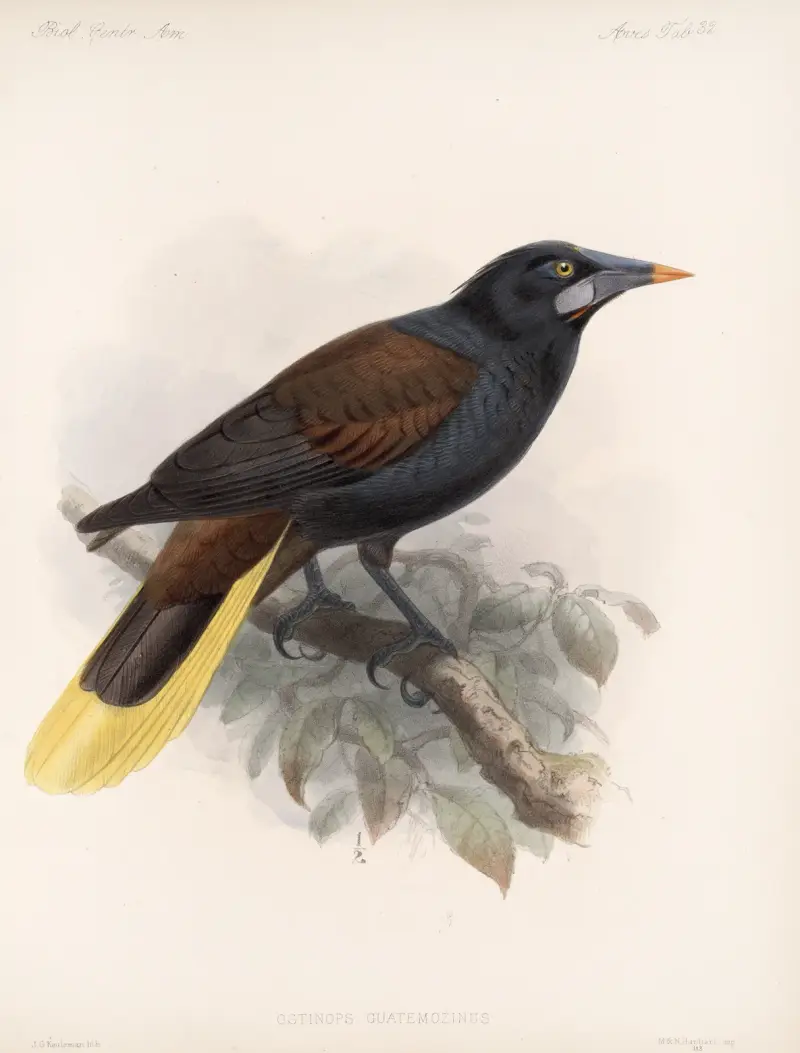 Aves Pl. 33, Frederick DuCane Godman