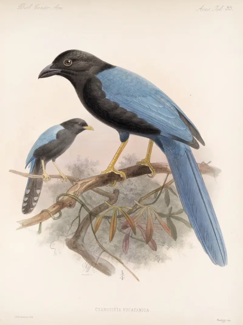 Aves Pl 36, Frederick DuCane Godman