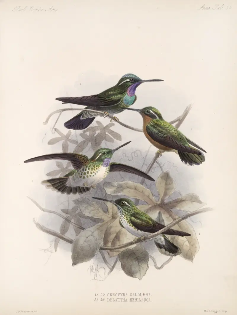 Aves Pl 55, Frederick DuCane Godman