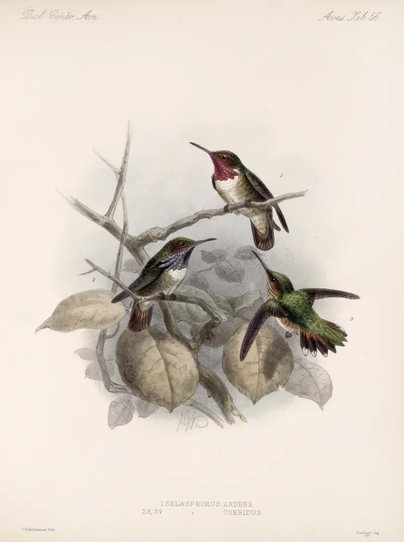 Aves Pl 58, Frederick DuCane Godman