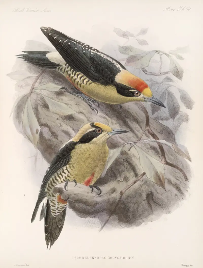Aves Pl 65, Frederick DuCane Godman