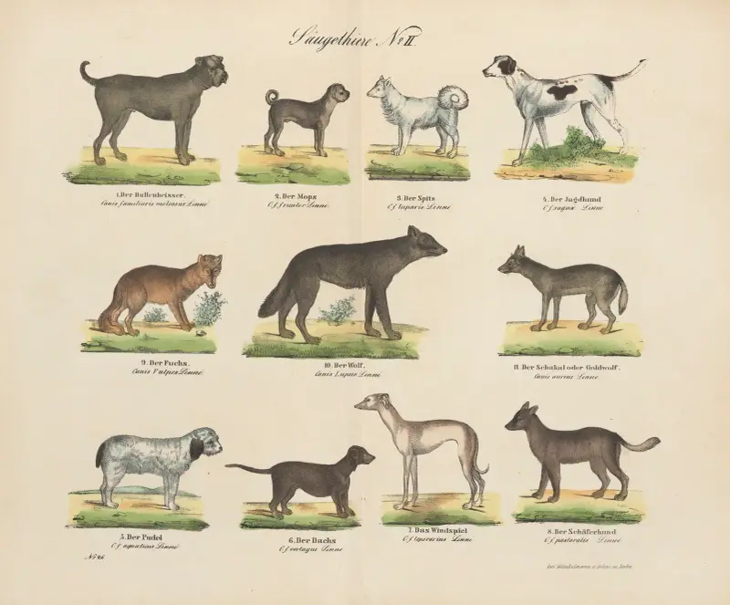 Atlas zoologiczny w 45 tablicach Pl.02 av D. E. Friedlein