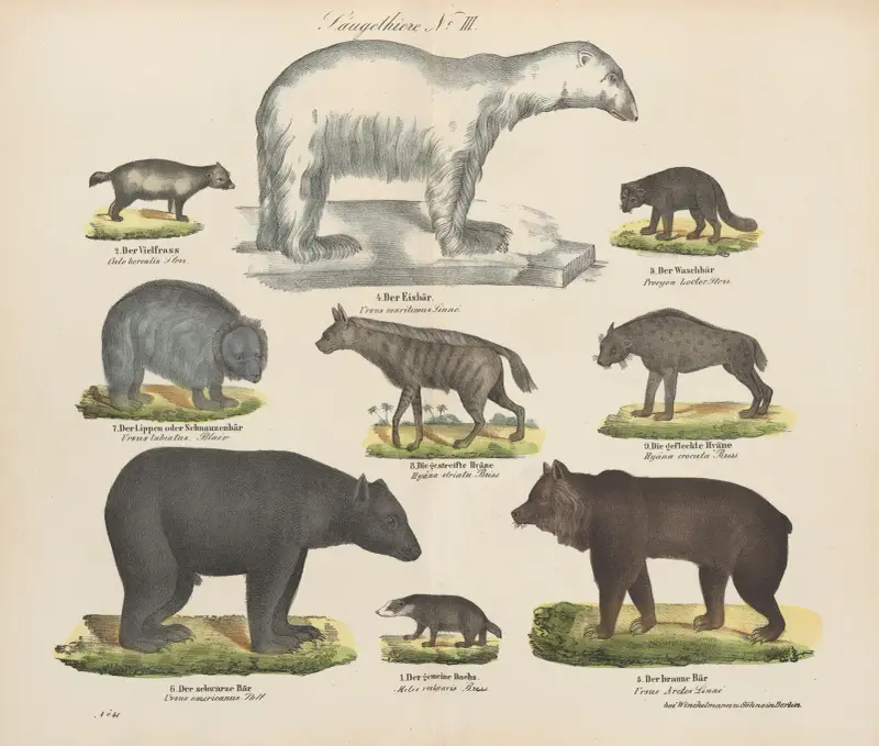 Atlas zoologiczny w 45 tablicach Pl.03 av D. E. Friedlein