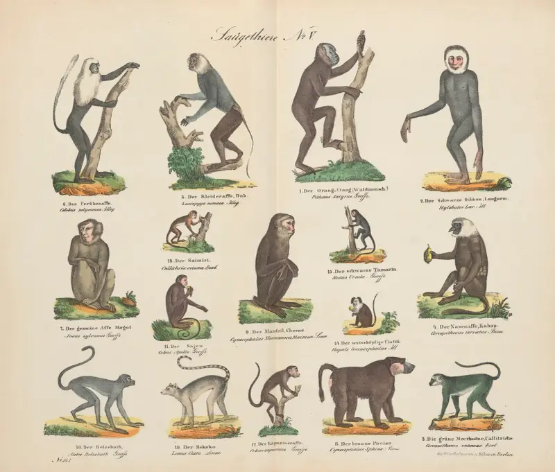 Atlas zoologiczny w 45 tablicach Pl.05 av D. E. Friedlein