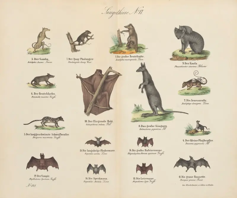 Atlas zoologiczny w 45 tablicach Pl.06 av D. E. Friedlein