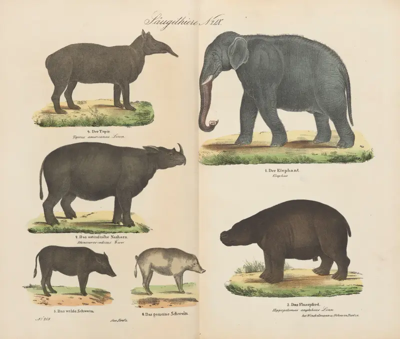 Atlas zoologiczny w 45 tablicach Pl.09 av D. E. Friedlein
