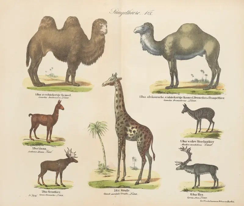 Atlas zoologiczny w 45 tablicach Pl.10 av D. E. Friedlein