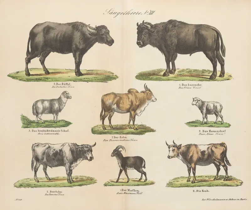 Atlas zoologiczny w 45 tablicach Pl.12 av D. E. Friedlein