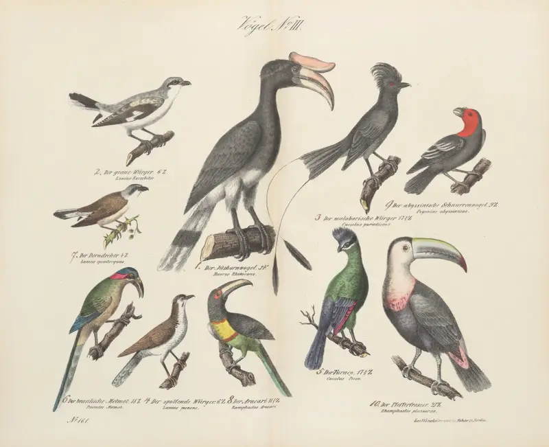 Atlas zoologiczny w 45 tablicach Pl.17 av D. E. Friedlein