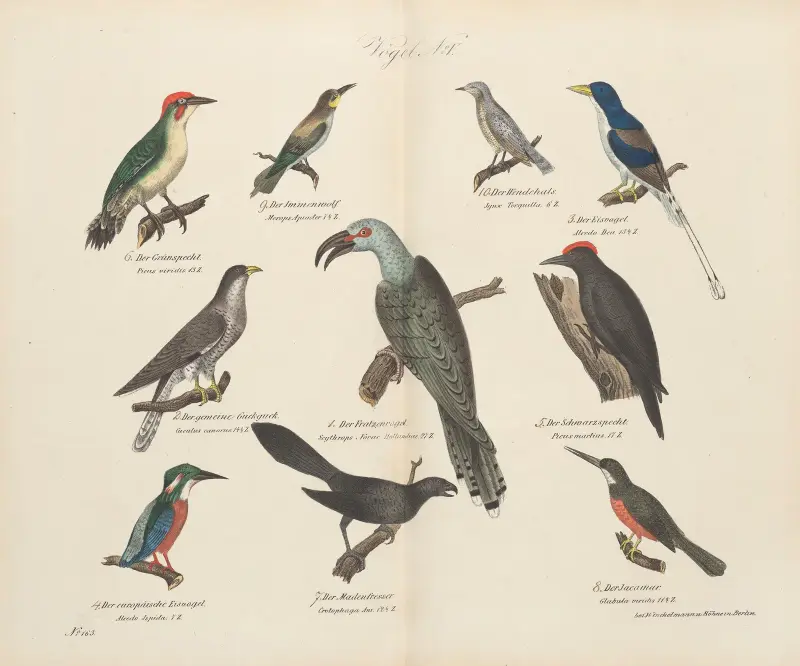 Atlas zoologiczny w 45 tablicach Pl.19 av D. E. Friedlein