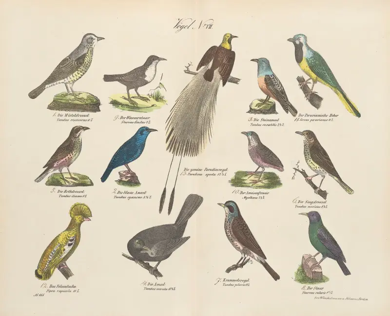 Atlas zoologiczny w 45 tablicach, tablica 21, D. E. Friedlein