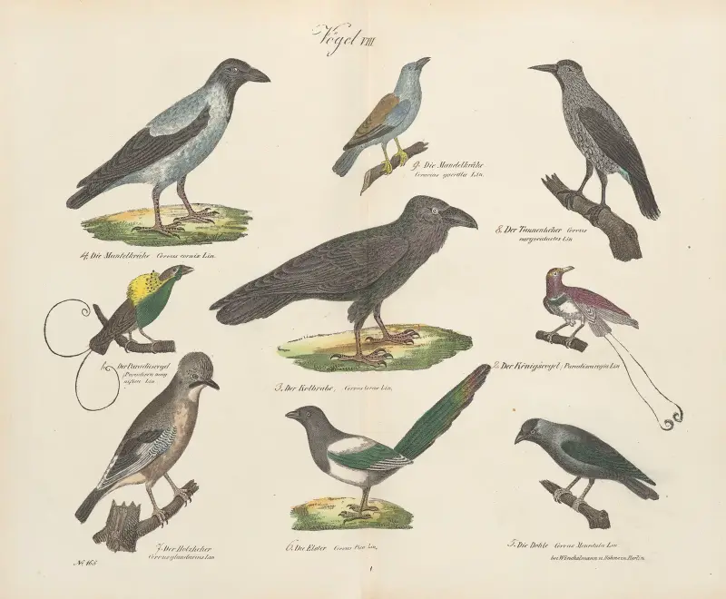 Zoologischer Atlas in 45 Tafeln, Tafel 22 von D. E. Friedlein