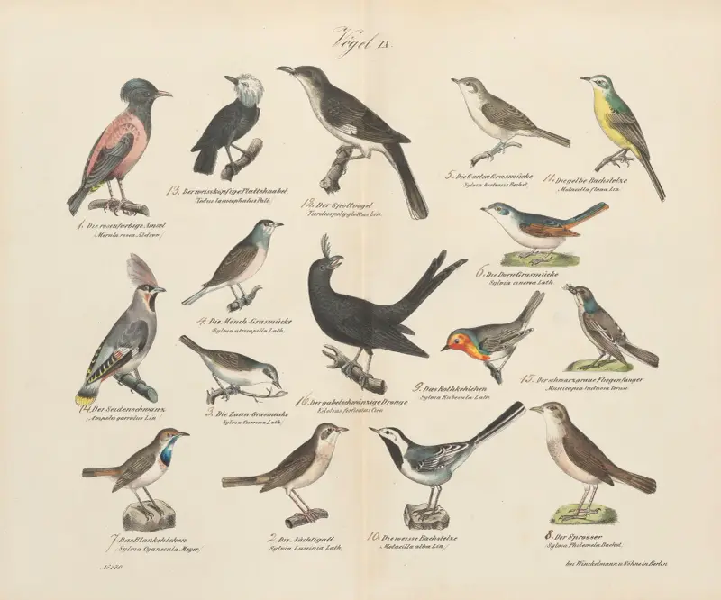 Zoologisk atlas i 45 planscher, plansch 23 av D. E. Friedlein