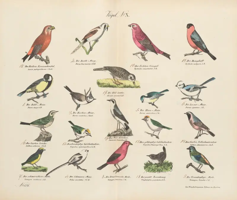 Atlas zoologiczny w 45 tablicach Pl.24 av D. E. Friedlein
