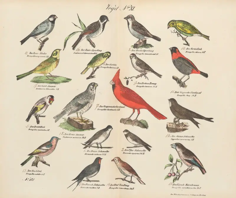 Atlas zoologiczny w 45 tablicach Pl.25 av D. E. Friedlein