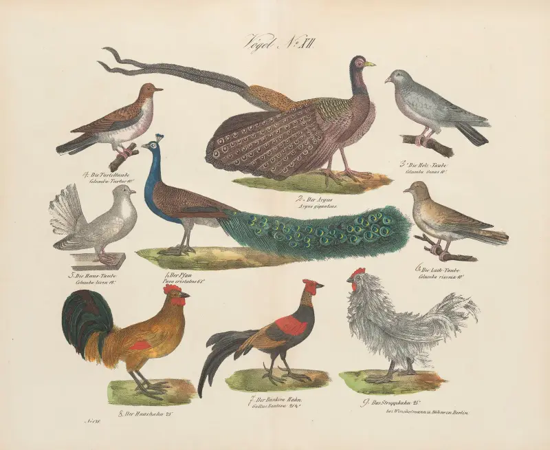 Zoologisk atlas i 45 planscher, plansch 26 av D. E. Friedlein