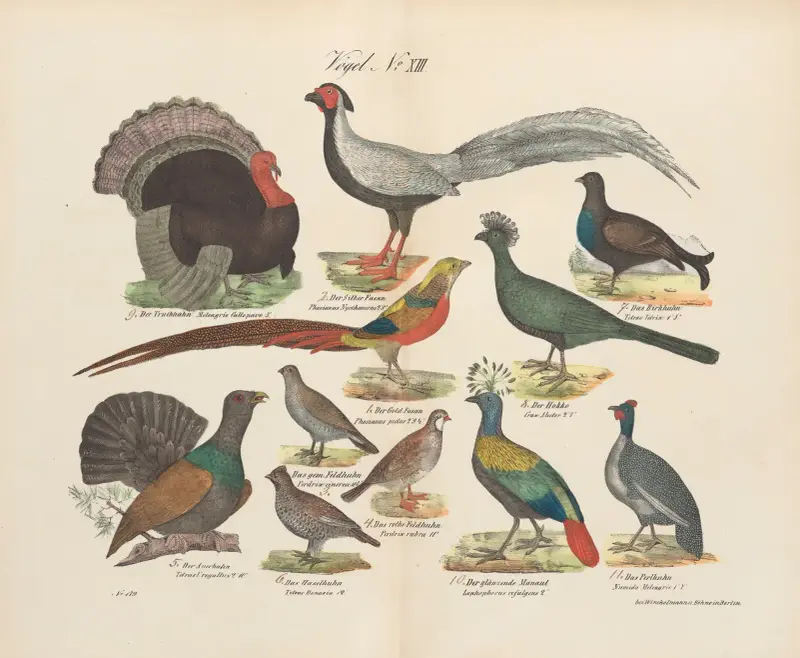 Atlas zoologiczny w 45 tablicach Pl.27 av D. E. Friedlein