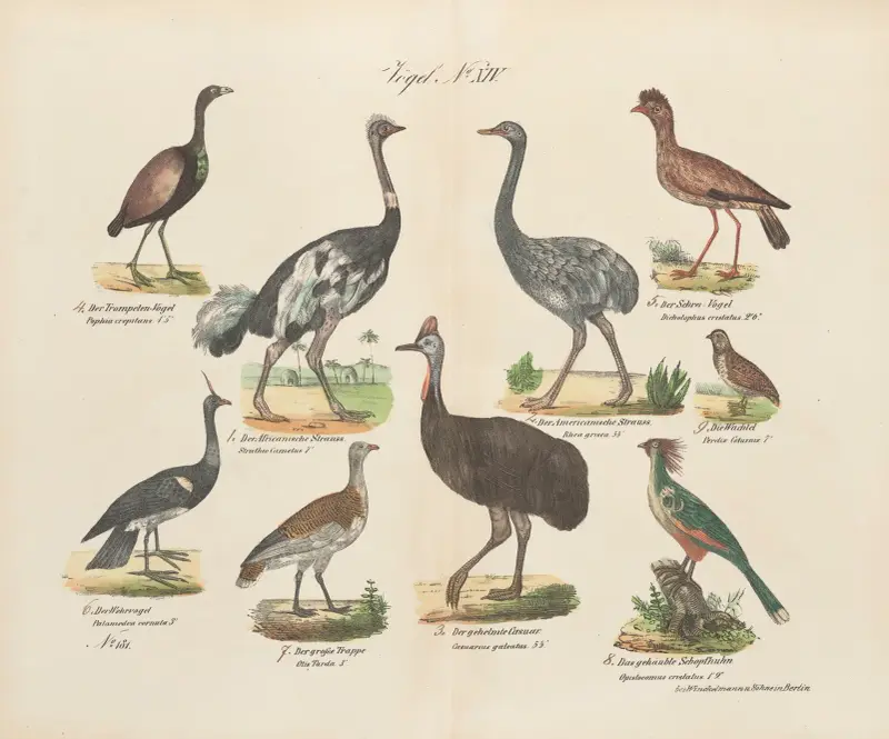 Atlas zoologiczny w 45 tablicach Pl.28 av D. E. Friedlein