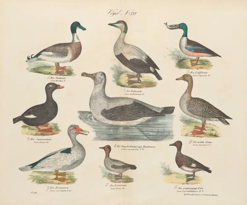 Zoologisk atlas i 45 planscher, plansch 30 av D. E. Friedlein