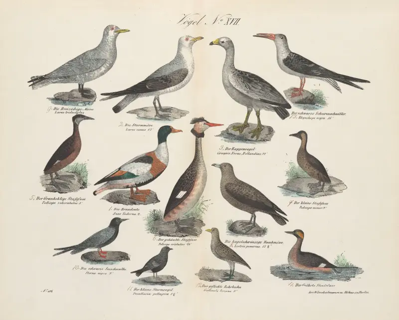 Atlas zoologiczny w 45 tablicach Pl.31 av D. E. Friedlein