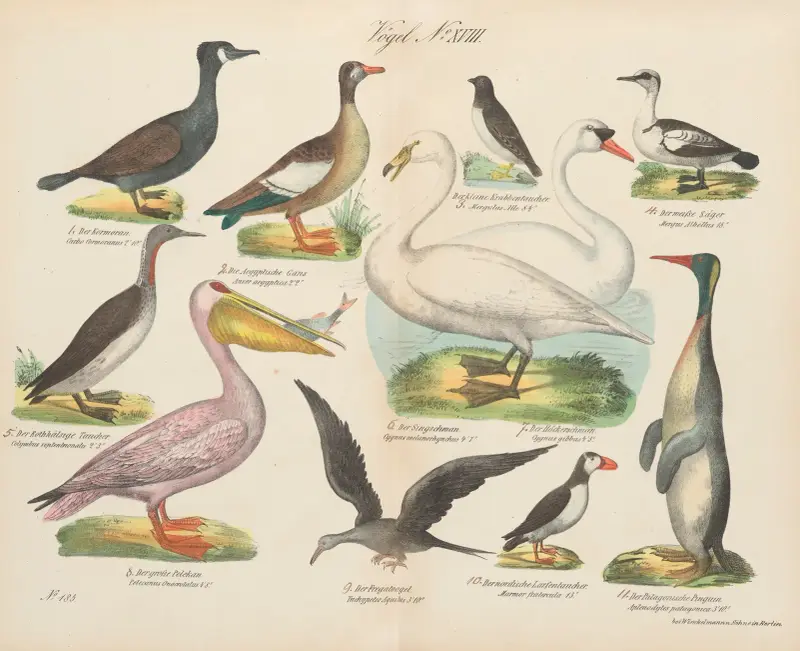 Zoologischer Atlas in 45 Tafeln, Tafel 32 von D. E. Friedlein