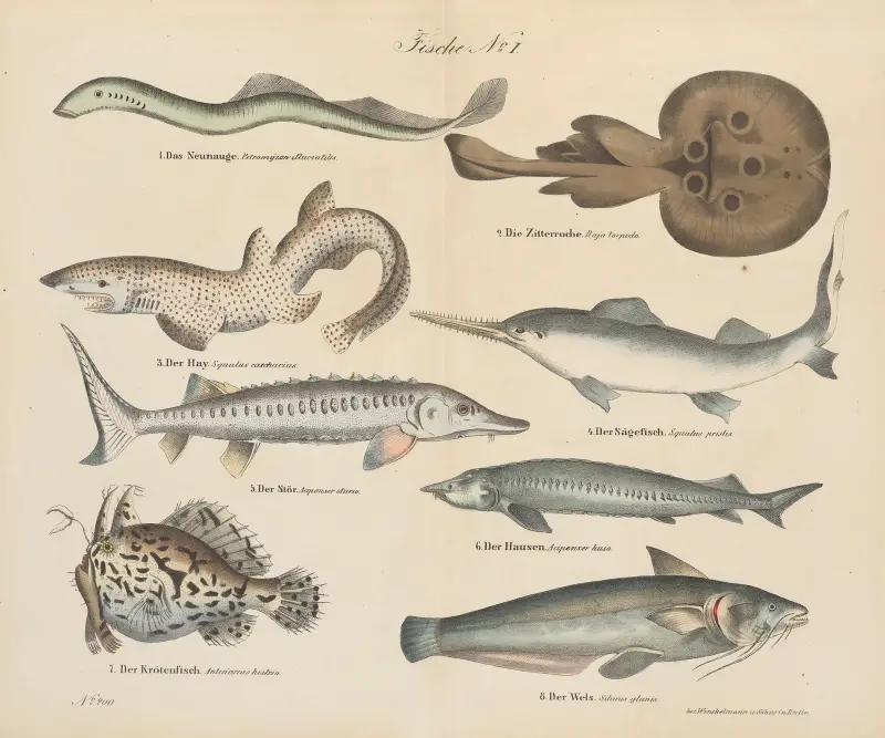 Atlas zoologiczny w 45 tablicach Pl.34 av D. E. Friedlein