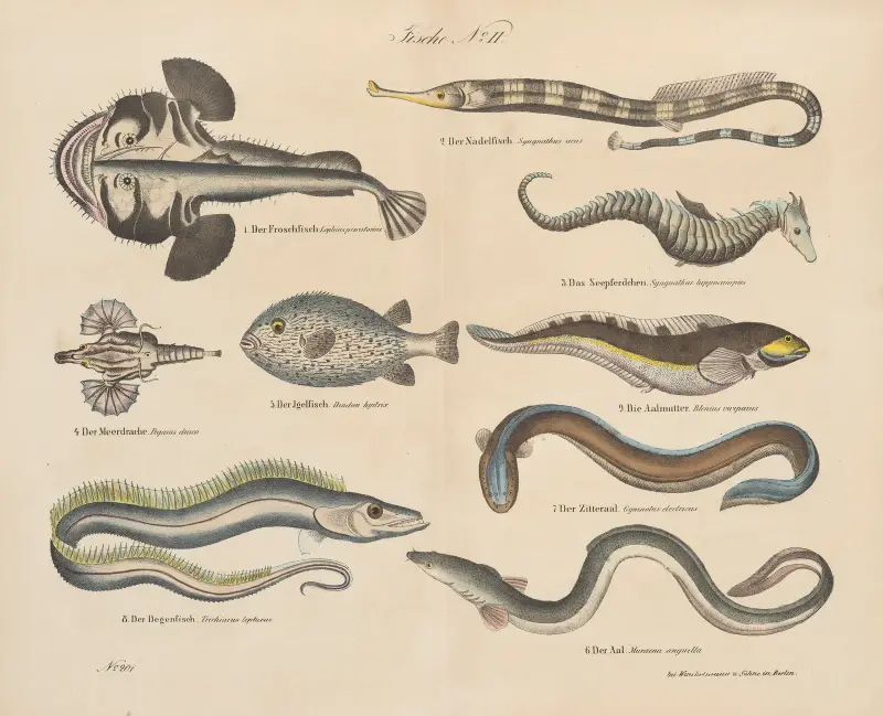 Zoologisk atlas i 45 planscher, plansch 35 av D. E. Friedlein