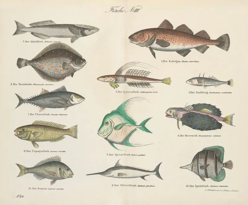 Zoologisk atlas i 45 planscher, plansch 36 av D. E. Friedlein
