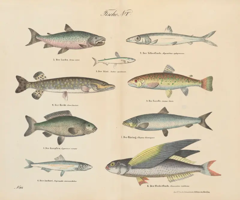 Atlas zoologiczny w 45 tablicach Pl.38 av D. E. Friedlein