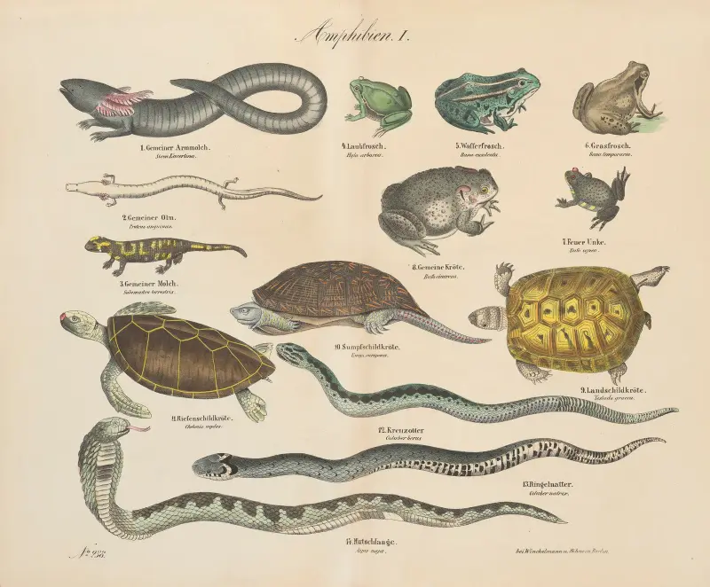 Zoologisk atlas i 45 planscher, plansch 39 av D. E. Friedlein