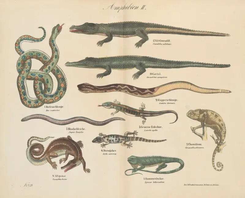 Atlas zoologiczny w 45 tablicach Pl.40 av D. E. Friedlein