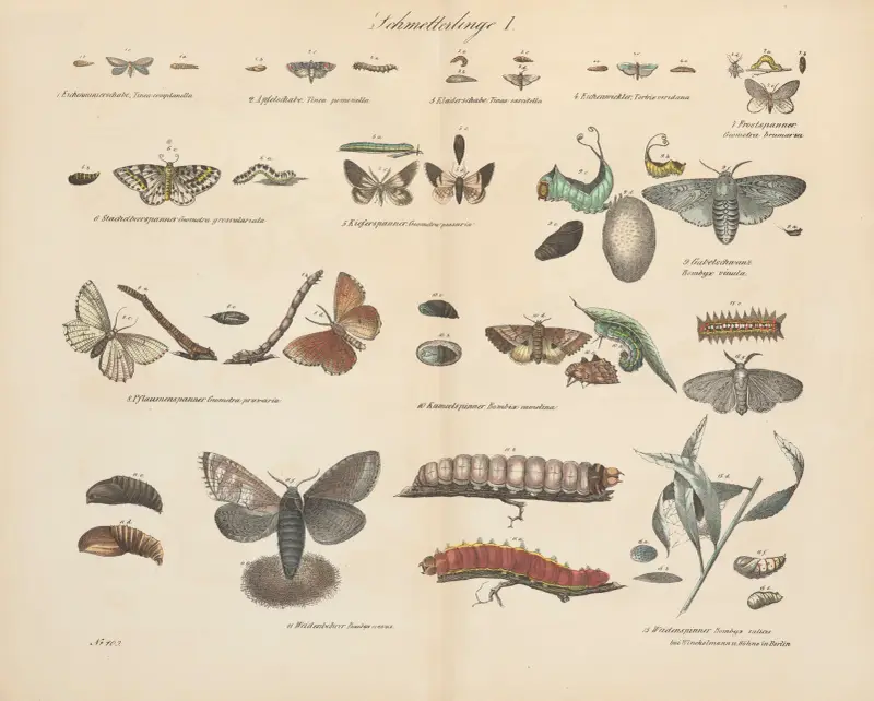 Atlas zoologiczny w 45 tablicach Pl.41 av D. E. Friedlein