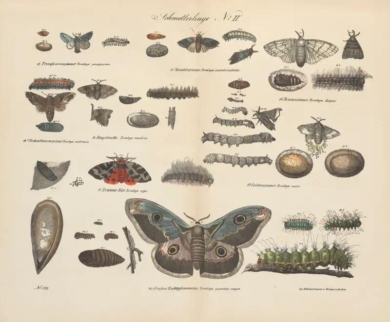 Atlas zoologiczny w 45 tablicach Pl.42 av D. E. Friedlein