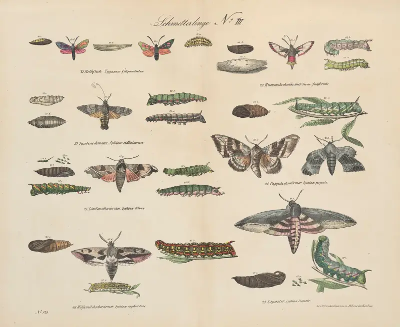 Atlas zoologiczny w 45 tablicach Pl.43 av D. E. Friedlein