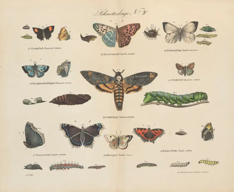 Zoologisk atlas i 45 planscher, plansch 44 av D. E. Friedlein
